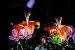 Click to see Y-9700.JPG