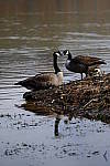 Click to see Y-9735.JPG