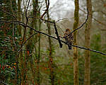 Click to see Y-DP-X00113-EDT.JPG