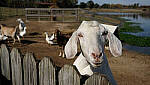 Click to see Y-DP-X0109-EDT.JPG