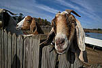 Click to see Y-DP-X0125-EDT.JPG