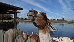 Click to see Y-DP-X0130-EDT.JPG