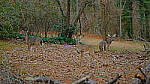 Click to see Y-DP-X0139-EDT.JPG