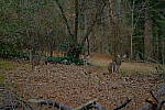 Click to see Y-DP-X0139.JPG