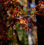 Click to see Y-DP-X9982-EDT.JPG