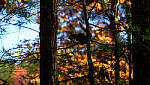 Click to see Y-DP-X9984-EDT.JPG