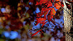 Click to see Y-DP-X9988-EDT.JPG