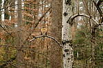 Click to see Y-DP-Y0011.JPG