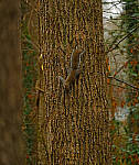 Click to see Y-DP-Y0016-EDT.JPG