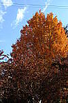 Click to see Y-WB-DSCF0026.JPG