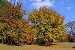 Click to see Y-WB-DSCF0045.JPG
