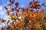 Click to see Y-WB-DSCF0061.JPG