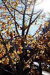 Click to see Y-WB-DSCF0119.JPG