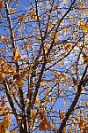 Click to see Y-WB-DSCF0123.JPG