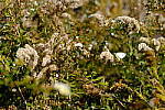 Click to see Y-WB-DSCF0146.JPG
