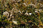 Click to see Y-WB-DSCF0148.JPG