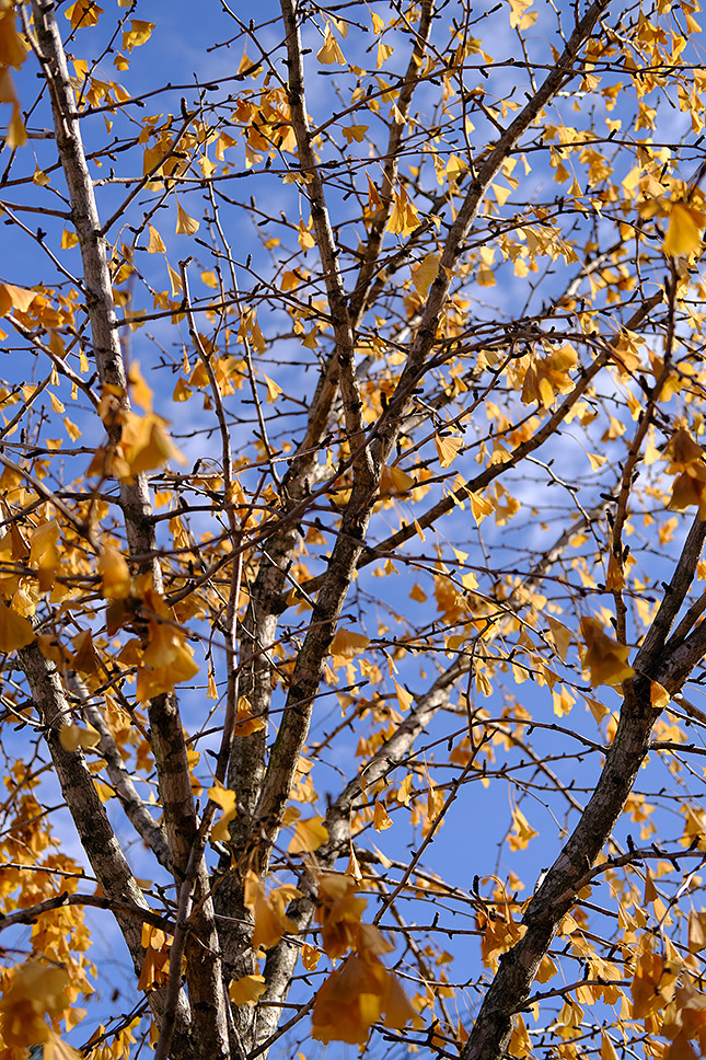 Fuji X-Pro3 Review -- Gallery Image