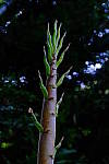 Click to see Y6-100-400-601.JPG
