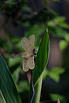 Click to see Y6-100-400-662.JPG