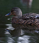Click to see Y7-90mm-9642-edit.JPG