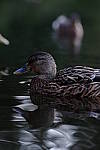 Click to see Y7-90mm-9642.JPG