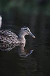 Click to see Y7-90mm-9652.JPG
