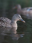 Click to see Y7-90mm-9655-edit.JPG