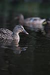 Click to see Y7-90mm-9655.JPG