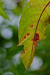Click to see Y7-90mm-9657.JPG