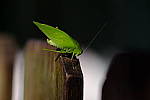 Click to see Y7-90mm-9684.JPG