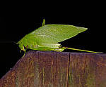 Click to see Y7-90mm-9690-edit.JPG
