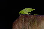 Click to see Y7-90mm-9690.JPG