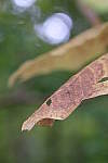 Click to see Y8-90mm-0224.JPG