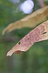 Click to see Y8-90mm-0225.JPG