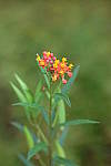 Click to see Y8-90mm-0227.JPG