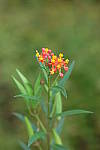 Click to see Y8-90mm-0228.JPG