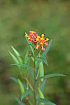 Click to see Y8-90mm-0229.JPG