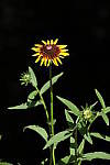 Click to see YA-50-140MM-017.JPG