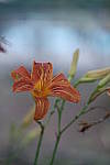 Click to see YA-50-140MM-115.JPG