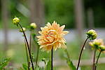 Click to see YA-50-140MM-216.JPG