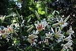 Click to see YA-50-140MM-273.JPG