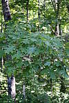 Click to see YA-50-140MM-285.JPG