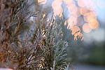 Click to see YDSCF0138.JPG