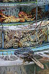 Click to see YDSCF5046.JPG