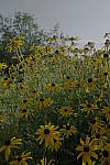 Click to see Y-DSF2243-Multiple-Exposure.JPG