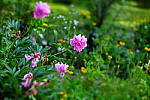 Click to see Y-DSF2384-Miniature.JPG