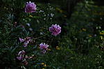 Click to see Y-DSF2387-Low-Key.JPG