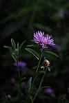 Click to see Y-DSF2421.JPG