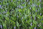 Click to see Y-DSF2440-ISO-100.JPG