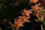 Click to see Y-DSF2480-Provia.JPG